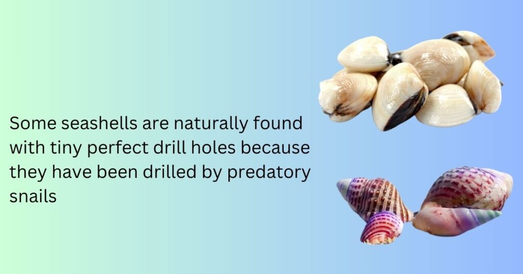 How are seashells created? Or any other shell, such as a snail's