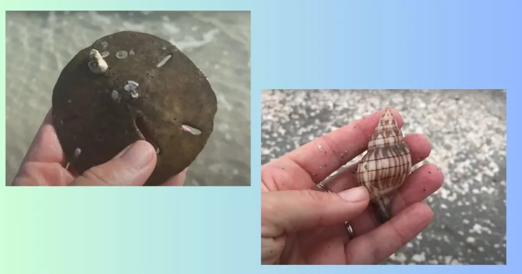 How to clean sand dollars. Bleaching and sealing your sand dollar